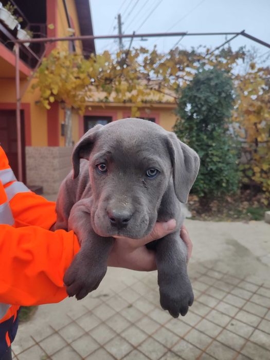 Vând cane corso  corso