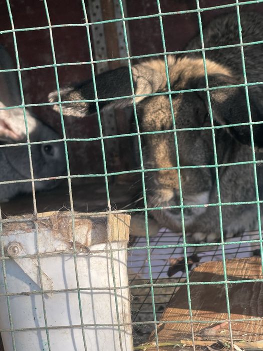 Продам кроликов с клеткой недорого