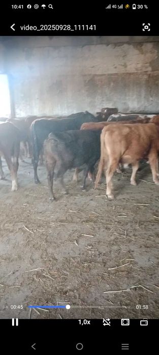 Бычки  полторашки