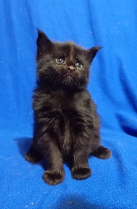 Котята Мейн Кун ( питомник)