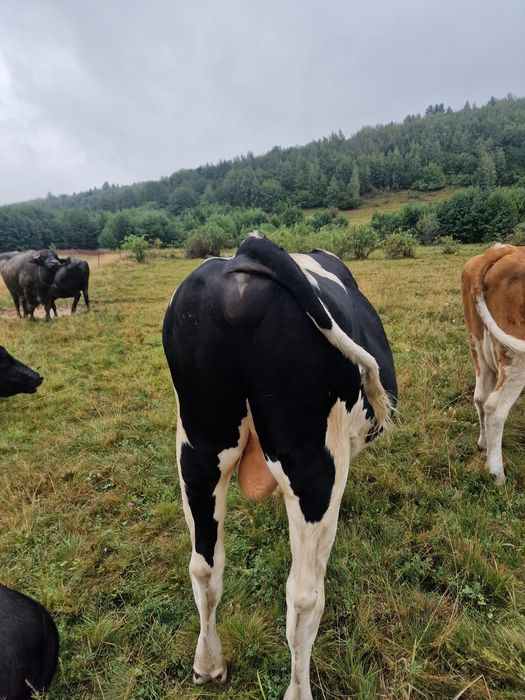 Taur / tauras Holstein
