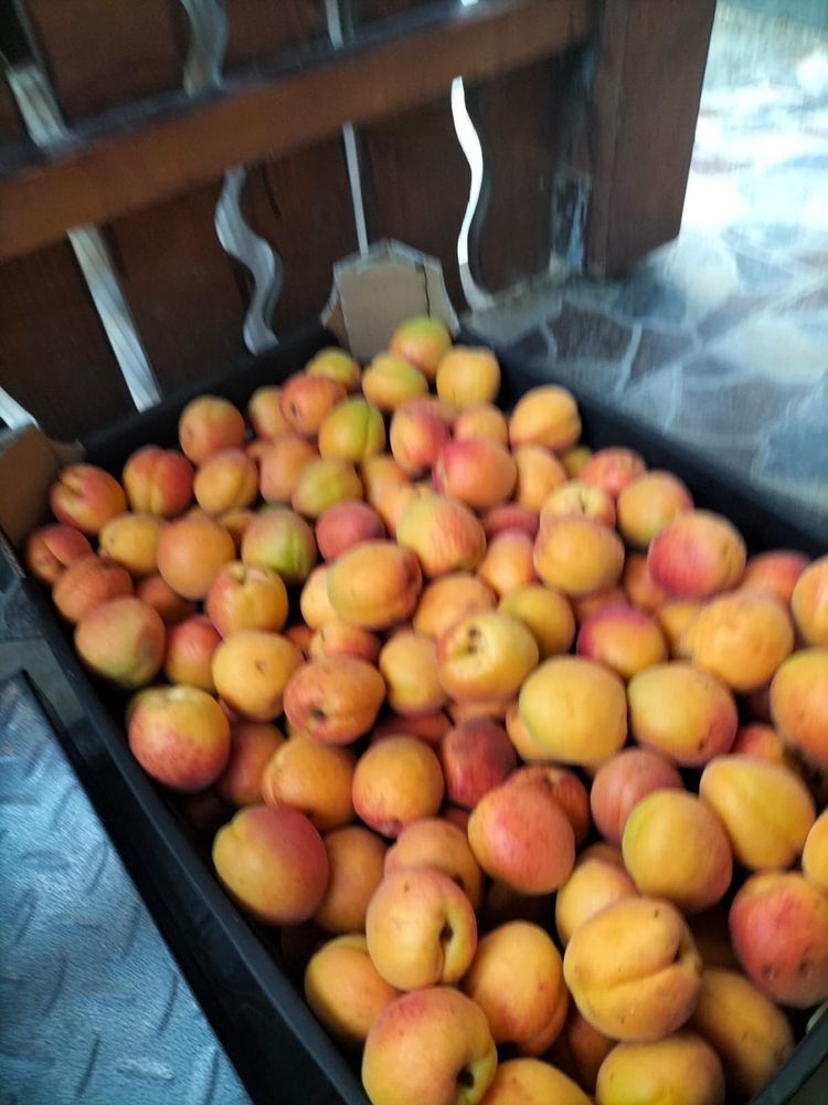 Livada pomi fructiferi (cais)