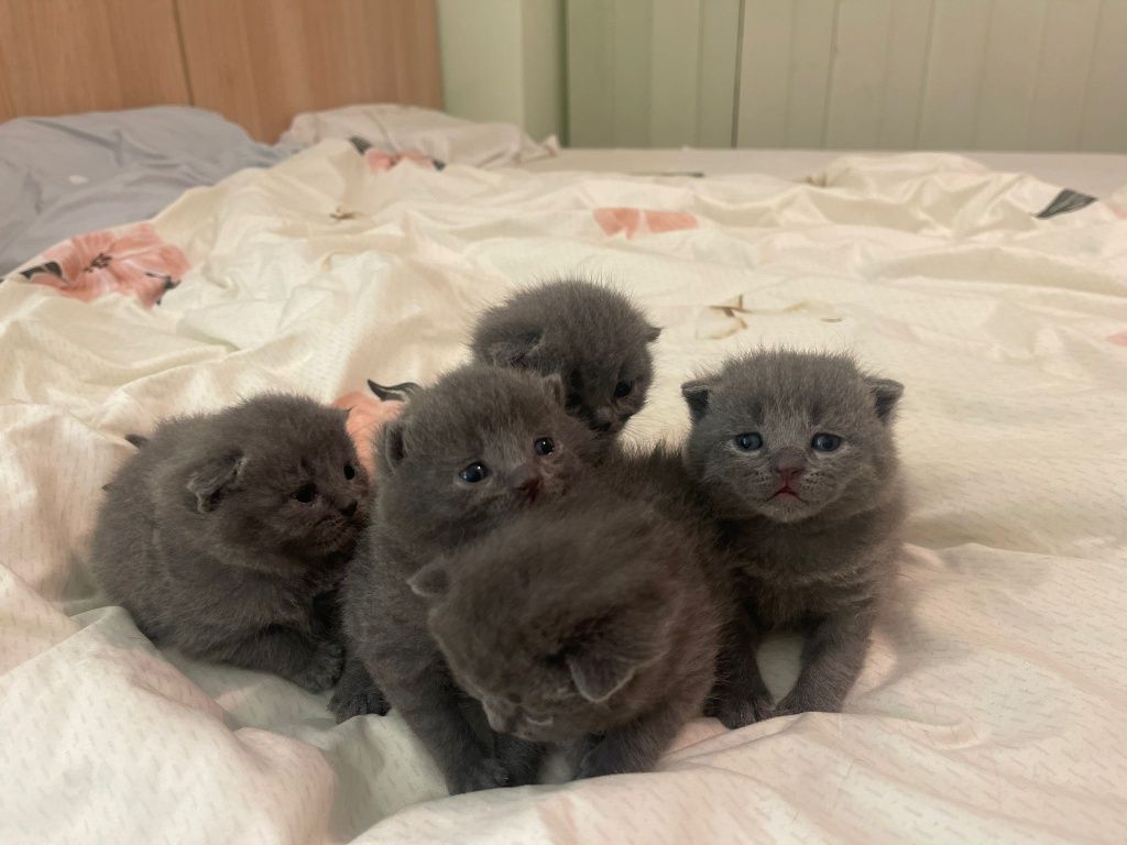 British shorthair