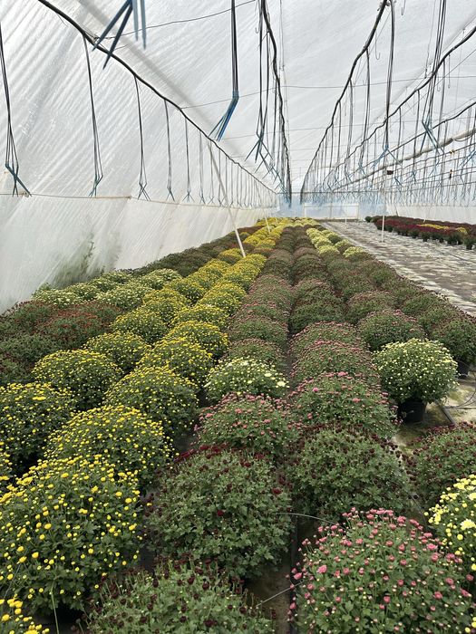 Crizanteme in ghiveci