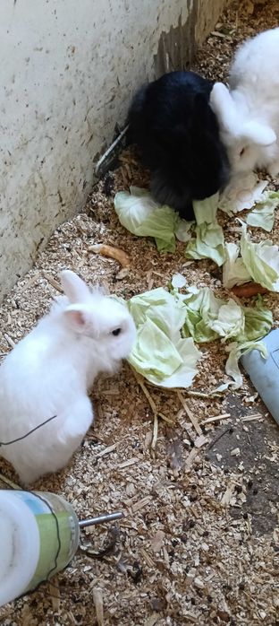 Iepurași cap de leu