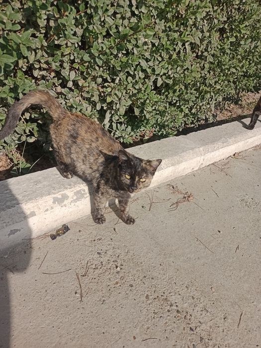 Котята,мальчики,девочки,1,5-4месяца