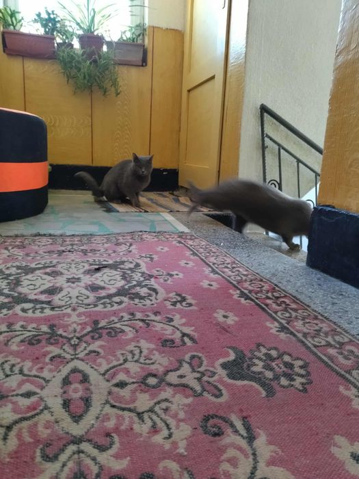 Британски късокосмести