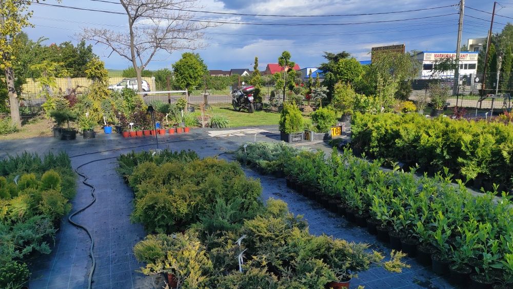 Thuja (tuia) Smaragd 50-60 cm crescuta la ghiveci.