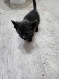 Подаряват се малки сладки котенца/Free kittens