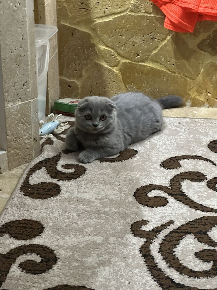 Scottish fold fetita