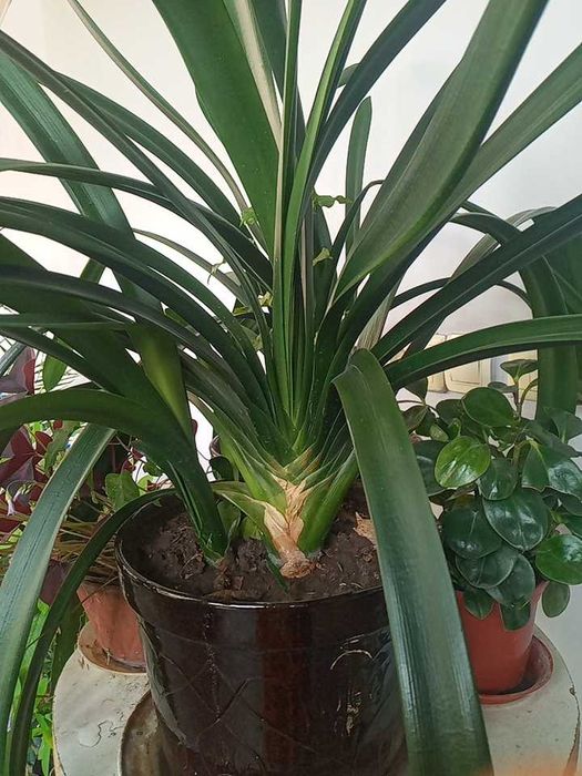 Крассула, кливия, алоэ вера, папоротник, мушканбар гули кучатлари