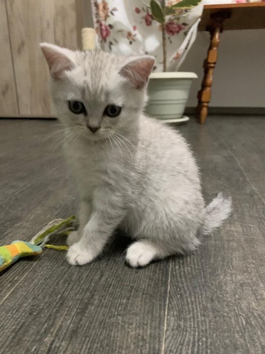 Pisicuta British Shorthair