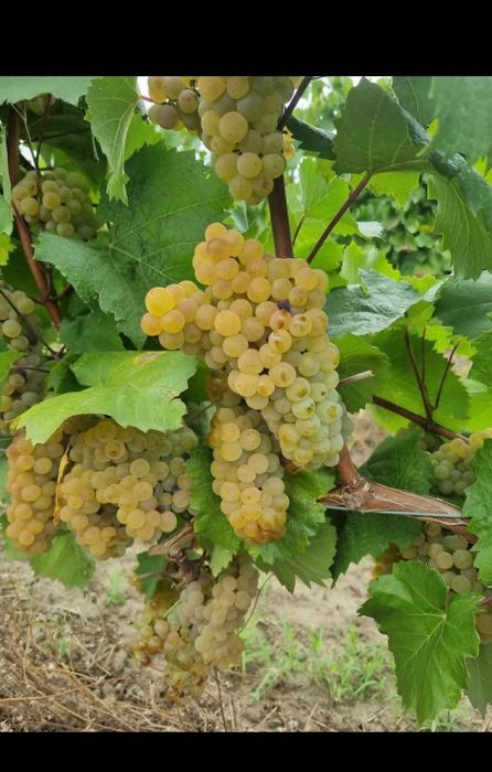 Strugurii de vin