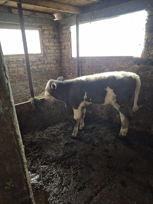 Vând o Viță bălțată românească