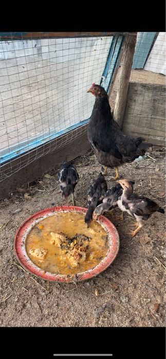 Дакан баоапандар сатылады 20мың келісімі бар