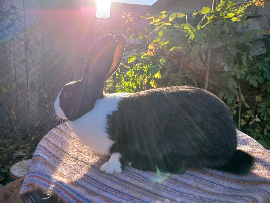 Hycole francez de vinzare