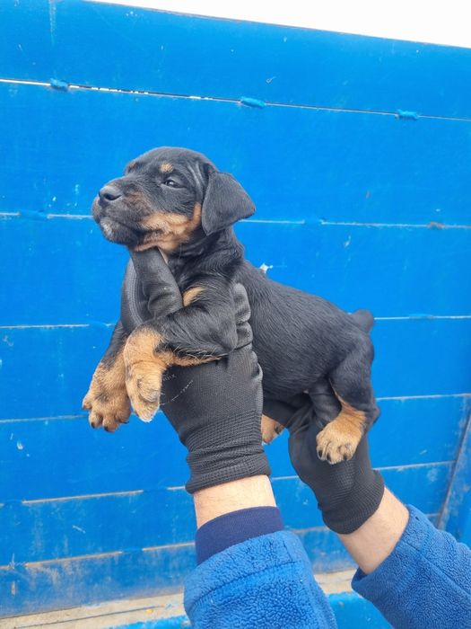 Vand catei jagdterrier