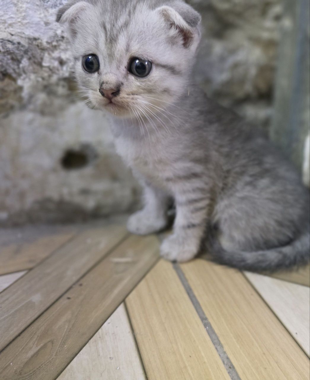 Серебристая  шиншилла