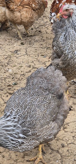 2 gaini de vânzare