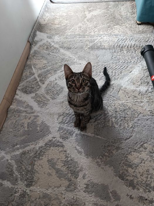 Мальчик , кастрация в подарок