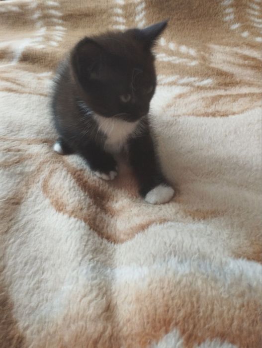 Котята 2 месяца.