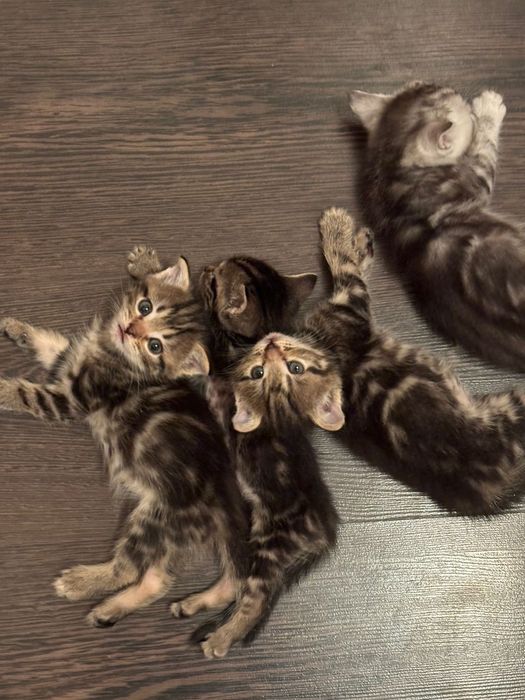 Котята скоттиш страйт