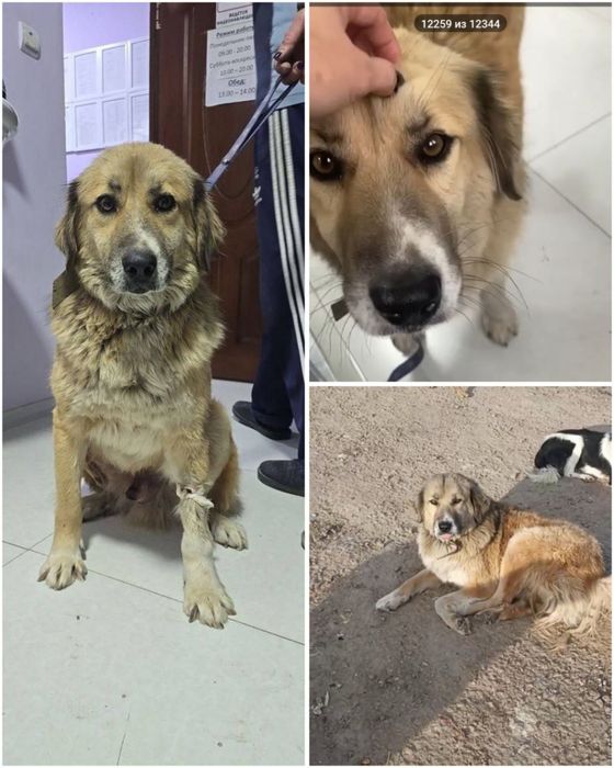 Убежал кобель на Чиланзаре. Помогите найти!