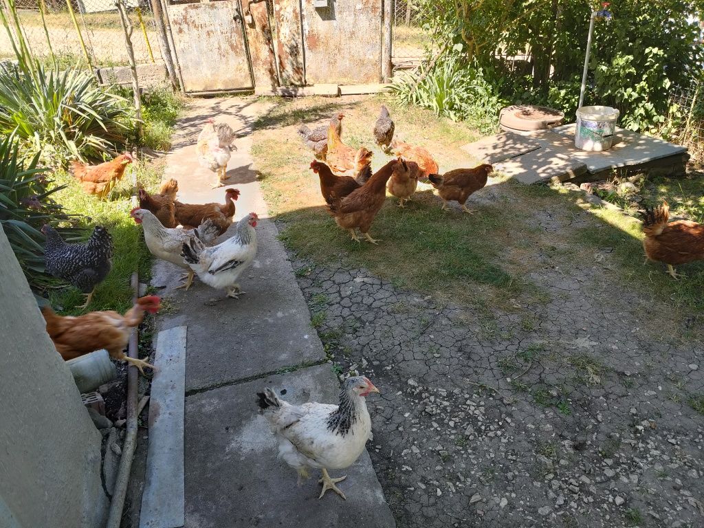Vand gaini rasa mixta