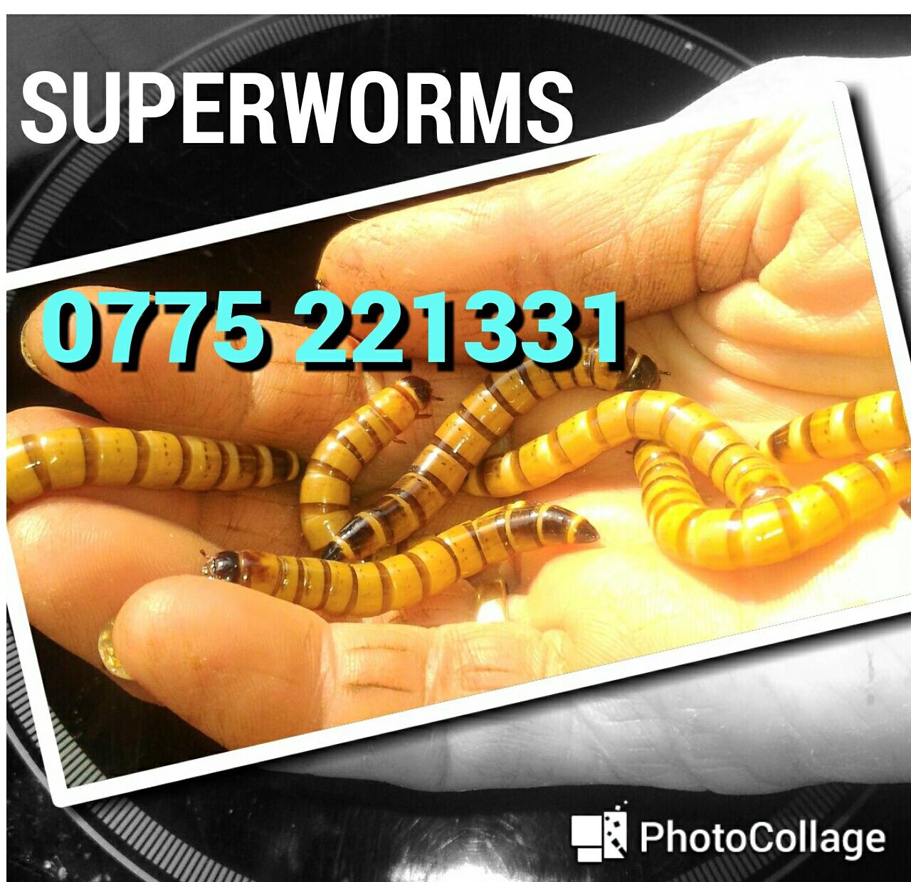 Viermi de faina, Mealworms, Miniviermi, Superworms, Hrana Vie reptile