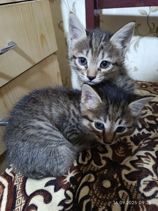 Котята в хорошие руки