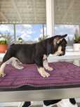 Bulldog francez mascul