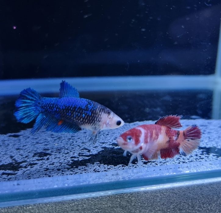 Vând pești betta