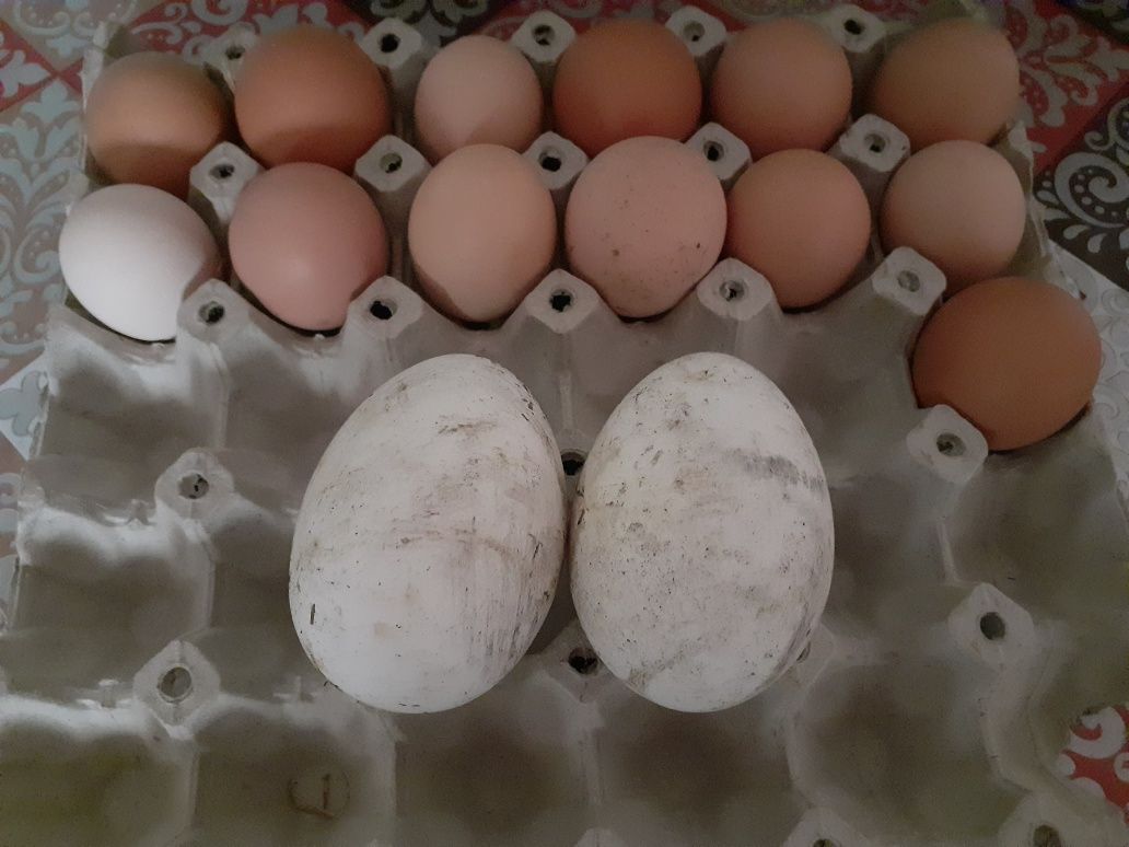 Vând pui de găină  , boboci gâscă și rață ouă pentru incubat gîste rat