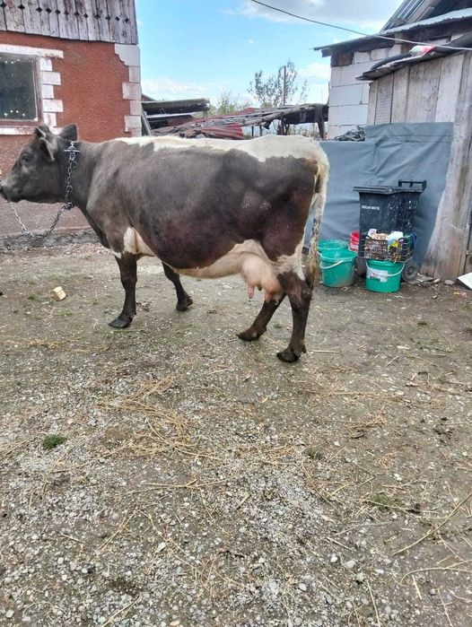 Vând vaca cu lapte