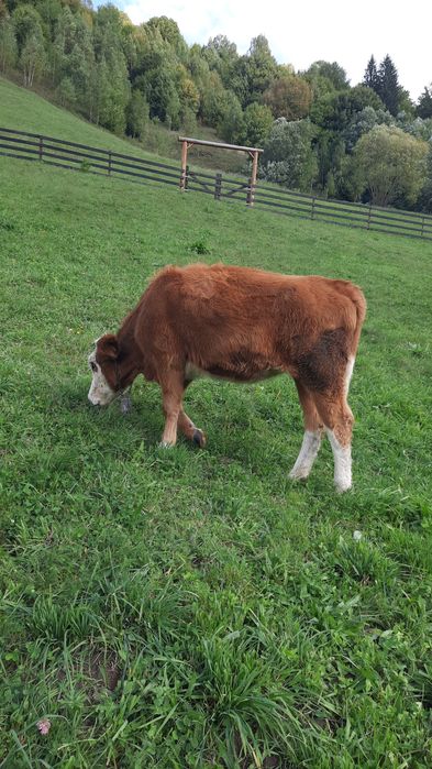 Vaca baltata romaneasca originala de vanzare