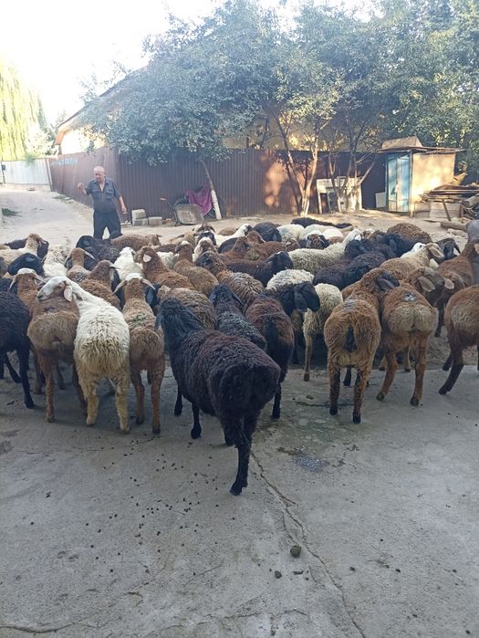 Кой токты кой сатылады