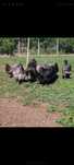 Oua Australorp din gaini tinere