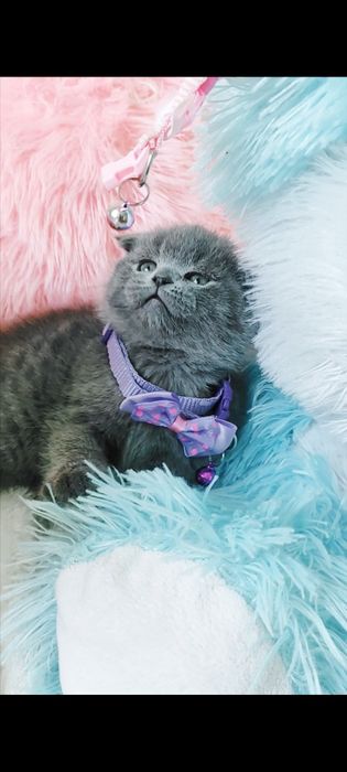 Продается котенок девочка скоттиш фолд!