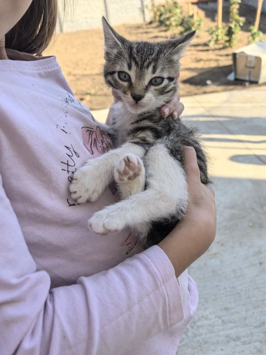 Donez 4 pui de pisică