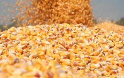 Vand porumb transport gratuit