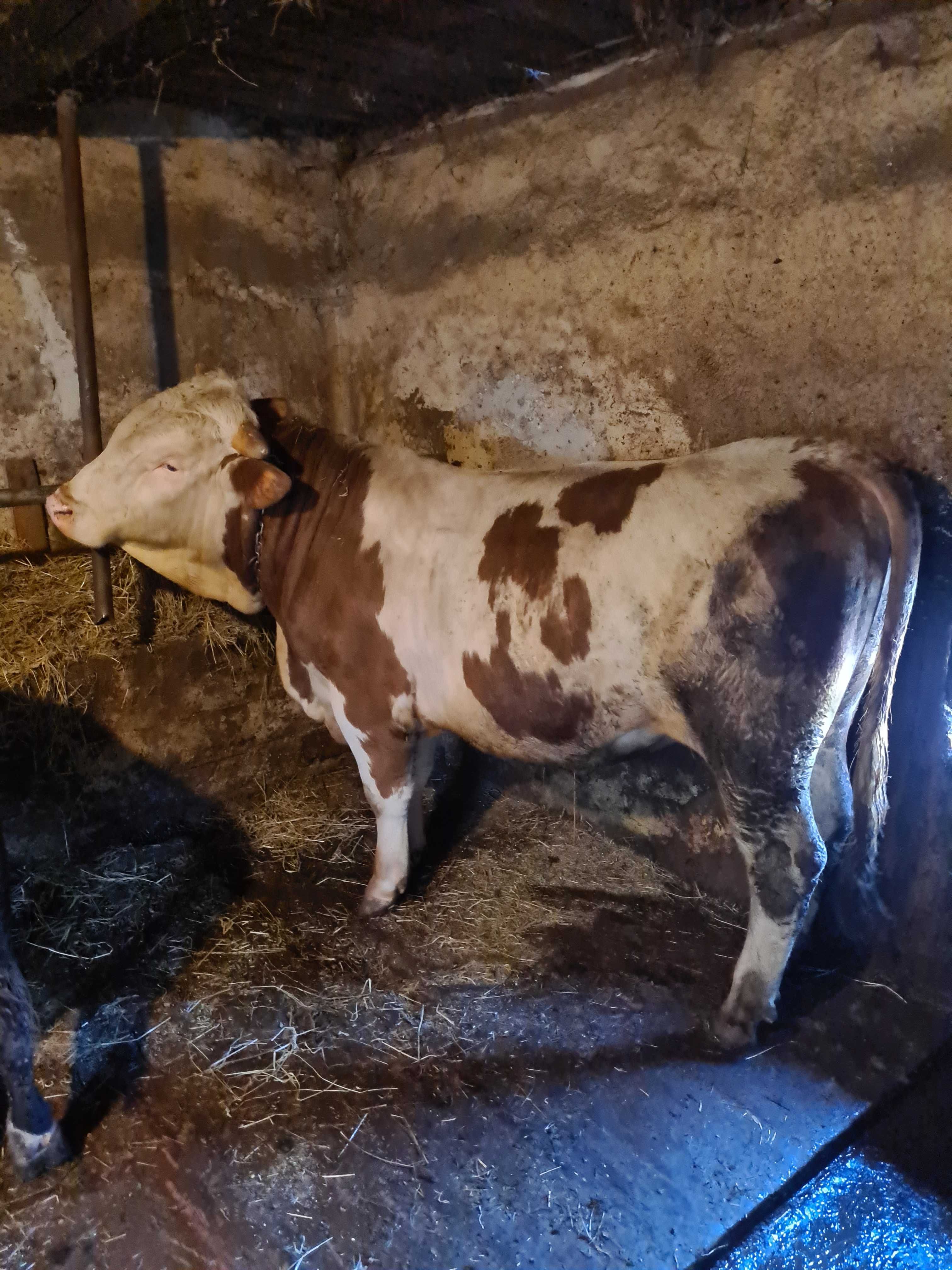 Vând animale pentru mai multe detalii sunați
