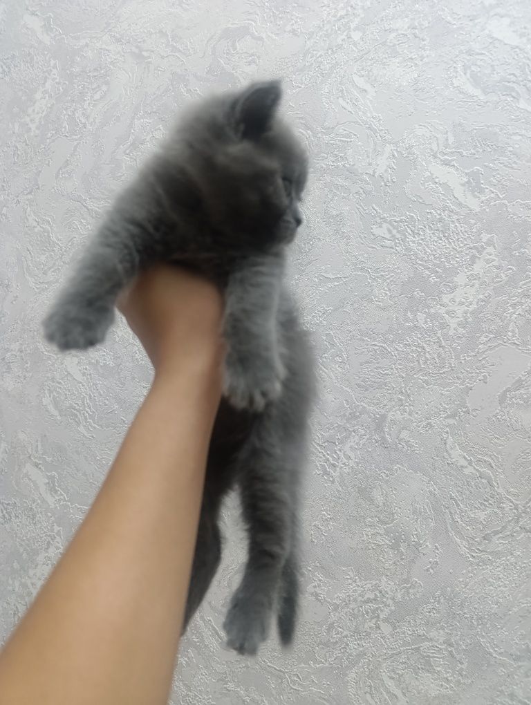 Породистые котята