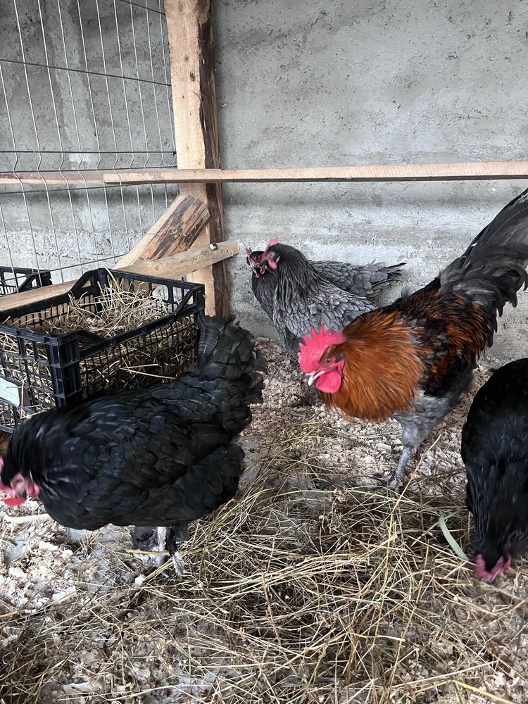 Marans Albastru