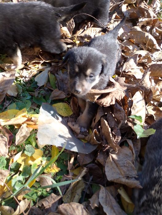 Donez catelusi metiși masculi !! Varsta circa 6 saptamani