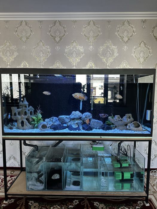 Akvarium 1 tonnalik tagida sampoviy sistemasi bilan