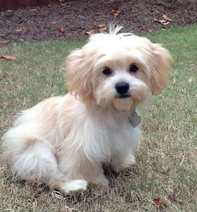 Bichon  havanez  600 lei