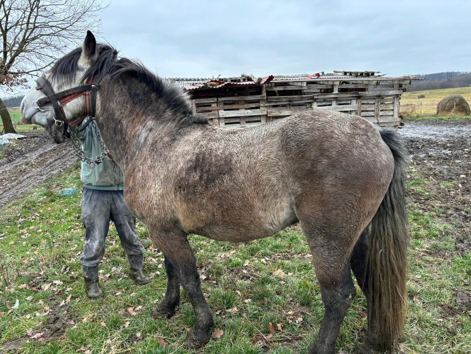 Manz de vânzare !!!