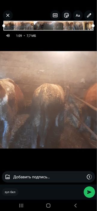 Откормда тұрған бұқаларды сатамын.