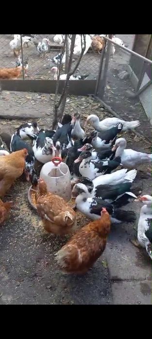 Rate lesesti de vanzare