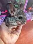Pui chinchilla gri